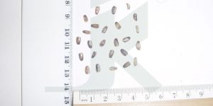 SILYBUM MARIANUM (Milk Thistle)