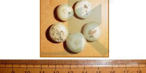 STRYCHNOS POTATORUM (Clearing-Nut)