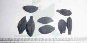 TERMINALIA CHEBULA BLACK (Chebulic Myrobalan Black)