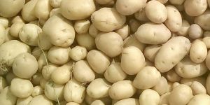 Fresh Potato