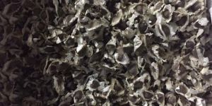 Moringa Oliefera Seeds