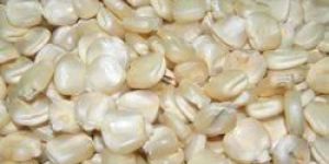 White Maize