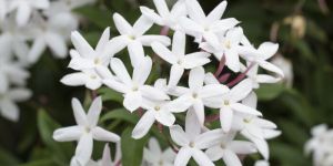 Jasmine Flower