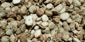 Zeodary Root Kapur Kachri