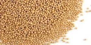 Yellow Mustard Seeds