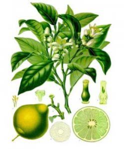 Bergamot Oil
