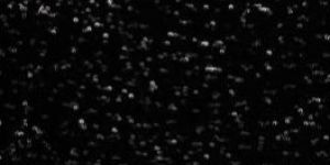 Sequin Embroidered Fabric