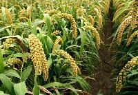 Foxtail Millet