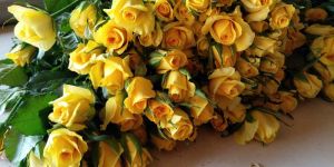 Gold Strike Yellow Rose