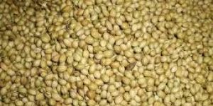 Coriander Seeds