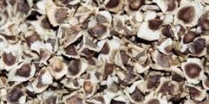 Moringa Oleifera Seeds