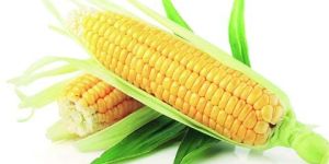 Yellow Corn