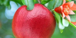 Fresh Pomegranate