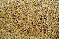 Hybrid Vegetable Seeds