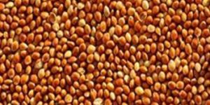 Red Millets