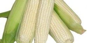 White Corn
