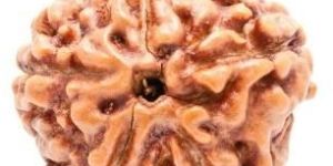 5 Mukhi Rudraksha Beads