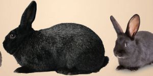 Rabbit Farming Service