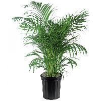 Areca Palm Plant