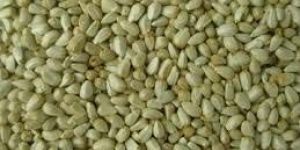 Green Millets