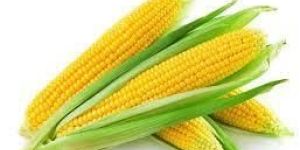 Yellow Maize