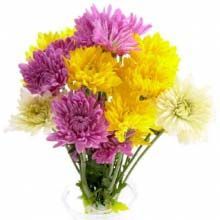 Fresh Chrysanthemum Cut Flower