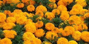 Fresh Marigold Flower