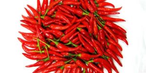 Fresh Red Chilli