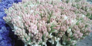 Fresh Tuberose Cut Flower