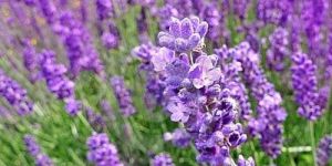 Lavender Plant