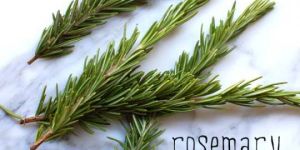 Rosemary Leaf