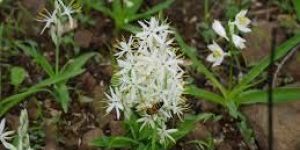 Chlorophytum Borivilianum