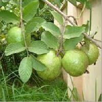 Guava Plant