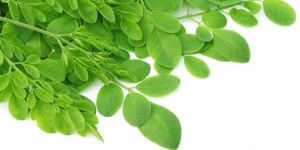 Moringa Leaves