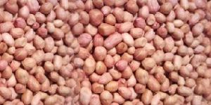 Groundnut