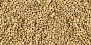 Guar Seed