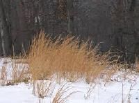 Broom Grass
