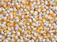 Hybrid Vegetable Seeds