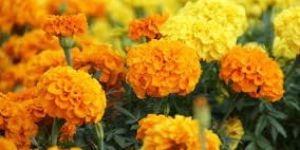 Cut Flowers