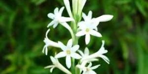 Tuberose