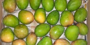 Fresh Alphonso Mango