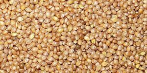 Barnyard Millet Seeds