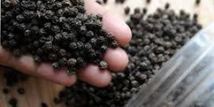 Black Pepper Seeds
