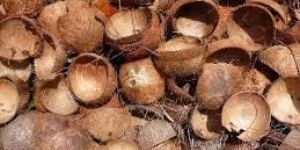 Coconut Shells