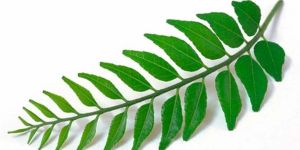 Curry Leaves