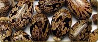 Castor Oil Seeds