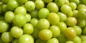 Fresh Amla