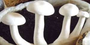 Fresh Milky Mushrooms