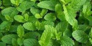 Fresh Mint Leaves