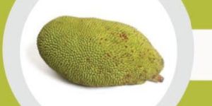 Fresh Jackfruit
